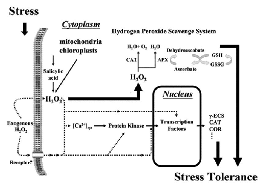 Catalase Hydrogen Peroxide