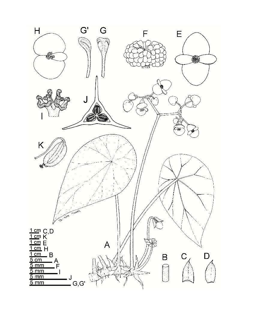 Botanical Studies 2006 47